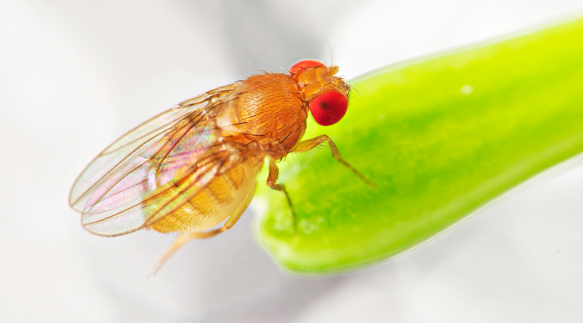 Mating Causes Jet Lag In Female Fruit Flies Changing Behavior   Fruit Fly 